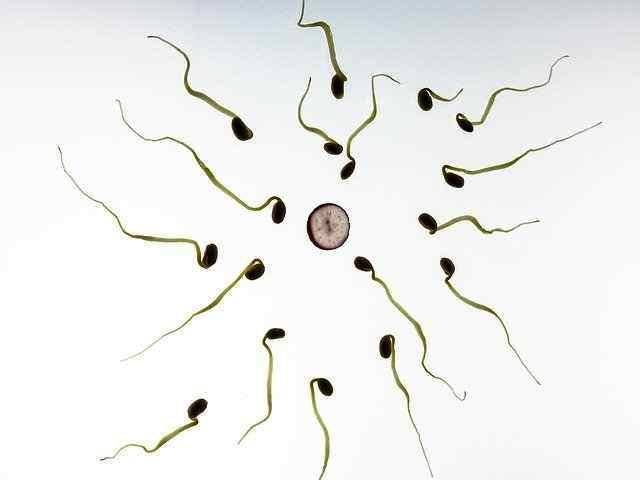 Human Sex and Reproduction Fertilisation