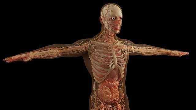 Musculoskeletal System Musculoskeletal System