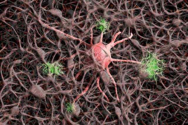 Nervous System Neurons