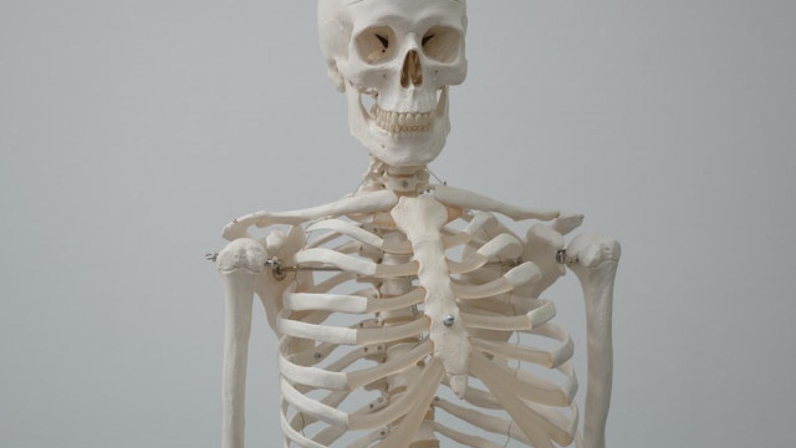 Standing skeleton