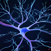 Neuron
